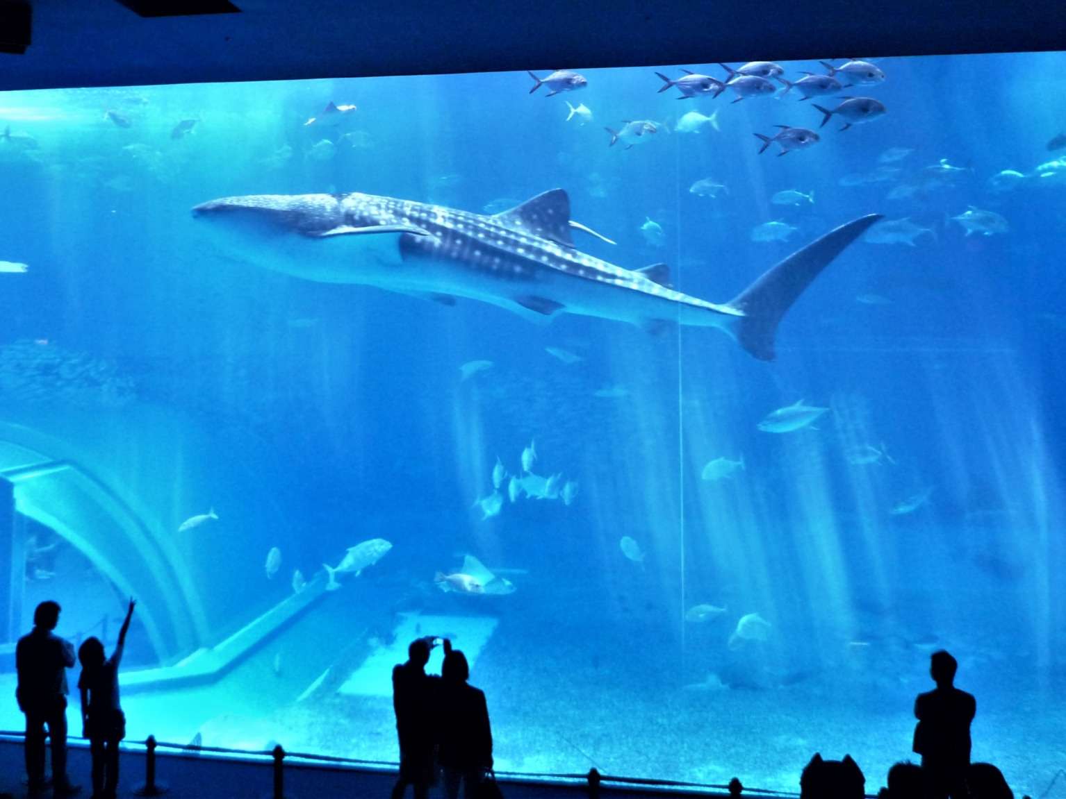 美ら海水族館