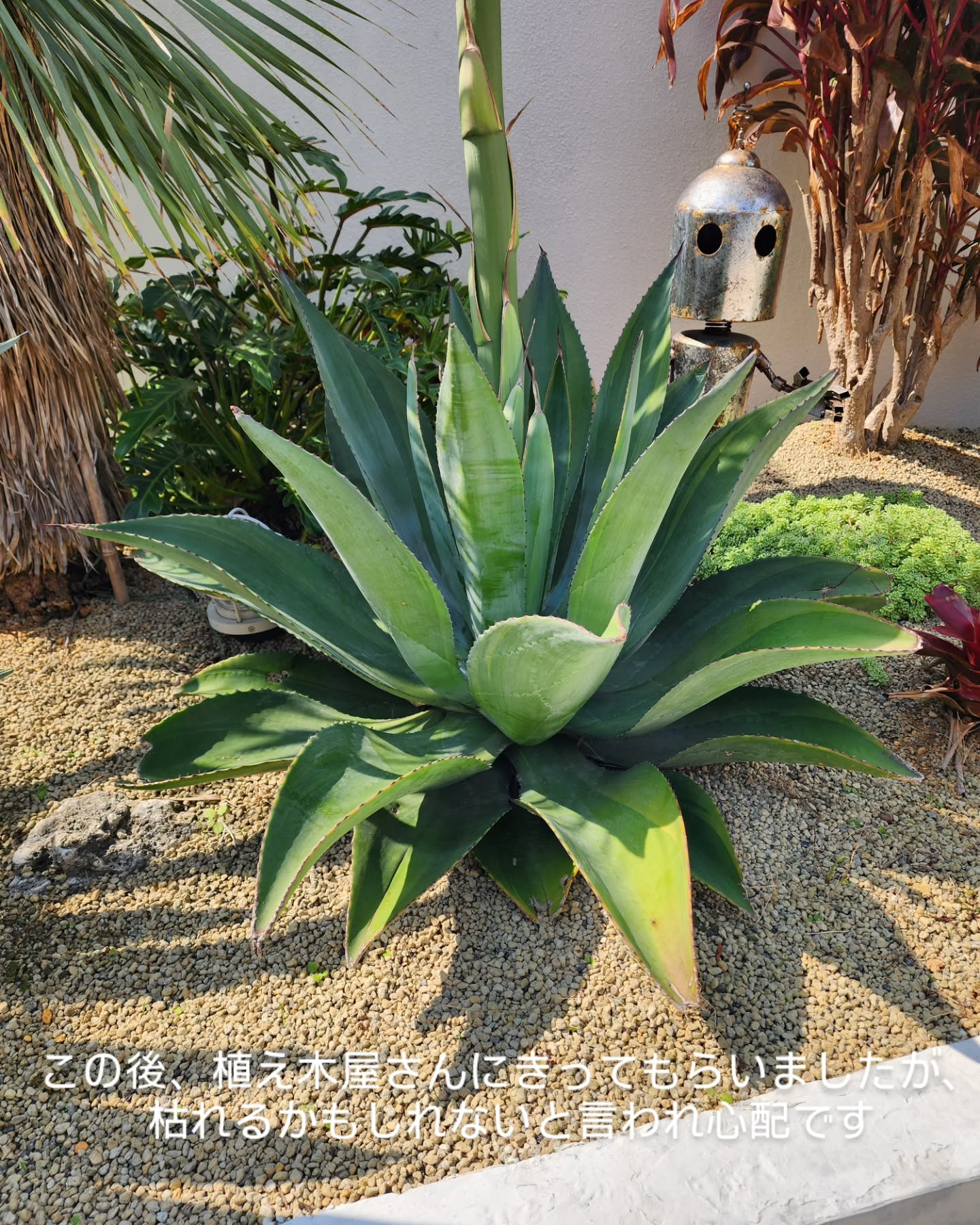 プールヴィラあまはです。