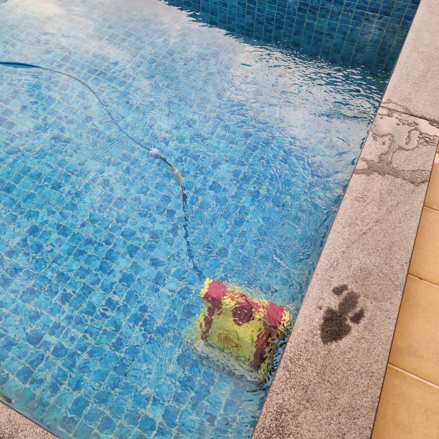 こんにちは、オーナー一家です。